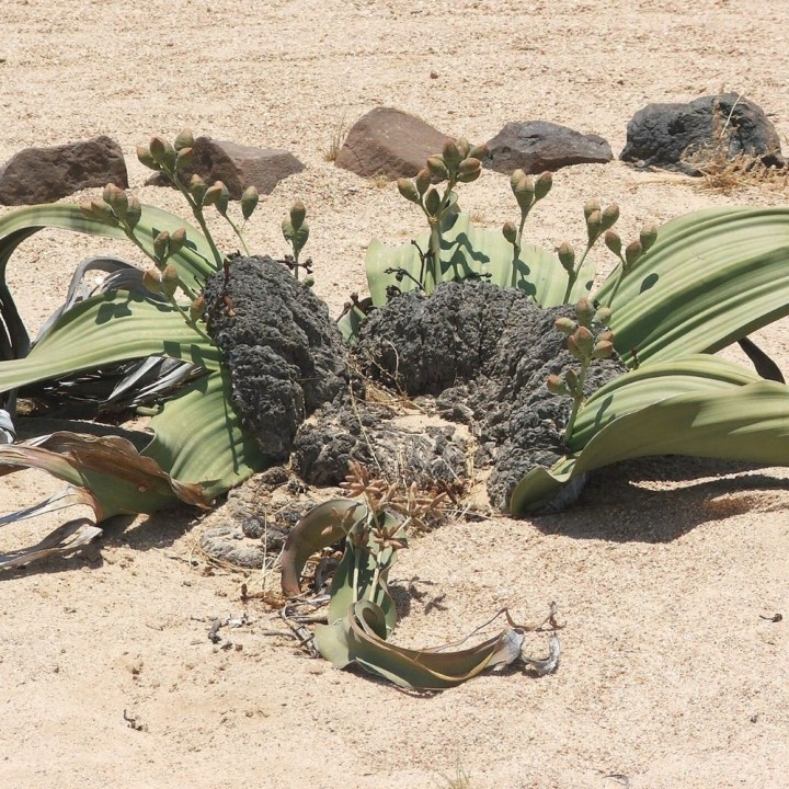 Welwitschia mirabilis - Sementes