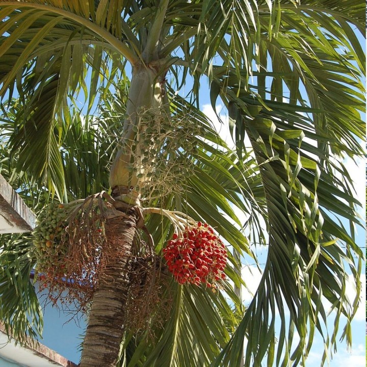 Palmeira-de-Manila - Sementes