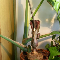 Flor-de-serpente - Sementes
