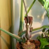 Flor-de-serpente - Sementes