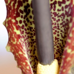 Flor-de-serpente - Sementes