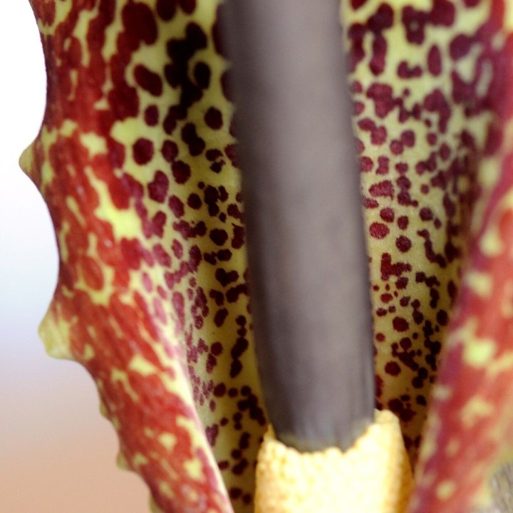 Flor-de-serpente - Sementes
