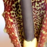 Flor-de-serpente - Sementes