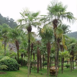 Palmeira-de-vento - Sementes