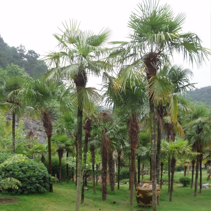 Palmeira-de-vento - Sementes