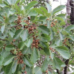 Mirabolano-belírico - Sementes