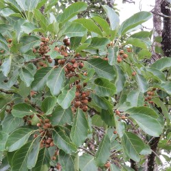 Mirabolano-belírico - Sementes