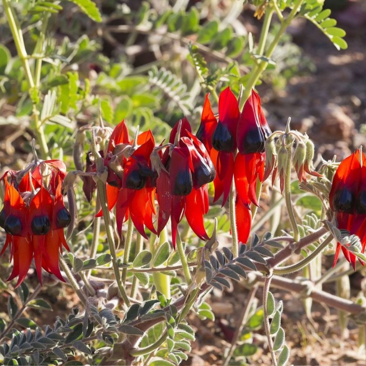 Swainsona formosa - Sementes