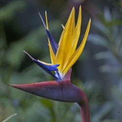 Strelitzia reginae Mandelas Gold - Sementes
