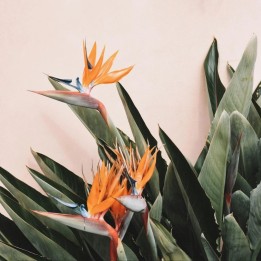 Semillas de Flor Ave del Paraíso | Strelitzia reginae