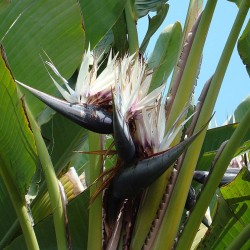 Ave-do-paraíso-gigante - Sementes