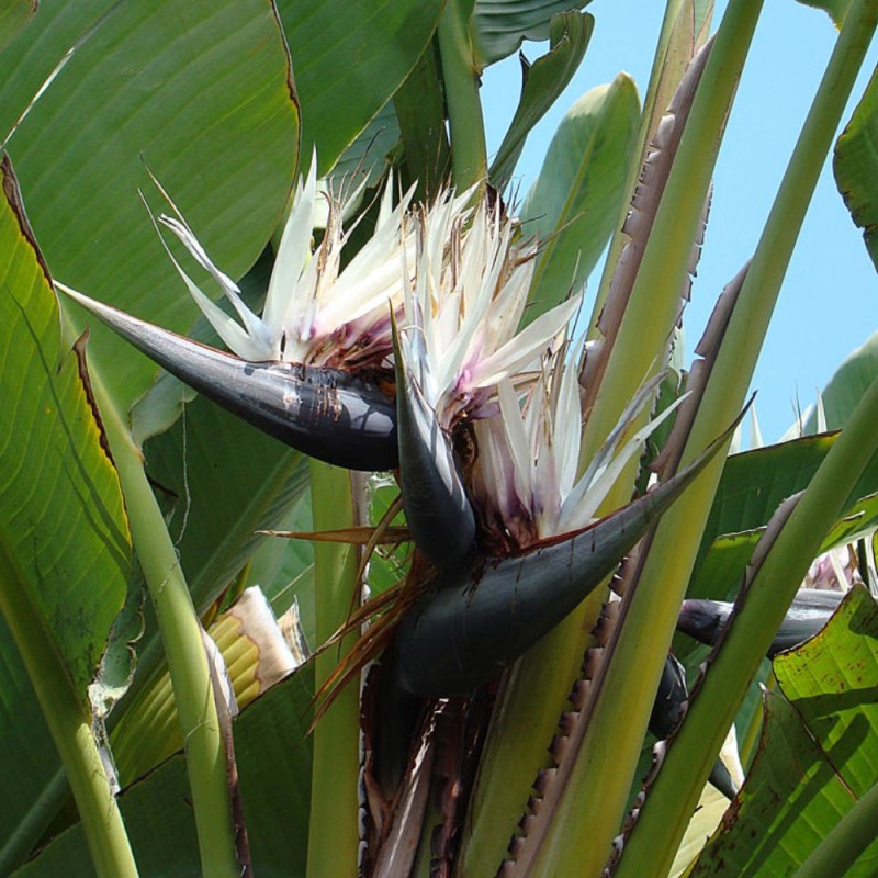 Ave-do-paraíso-gigante - Sementes