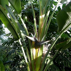 Ave-do-paraíso-gigante - Sementes