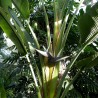 Ave-do-paraíso-gigante - Sementes