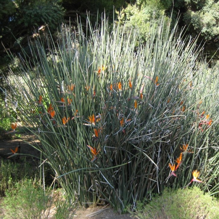 Ave-do-paraíso-junciforme - Sementes
