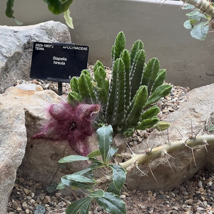 Stapelia hirsuta - Sementes