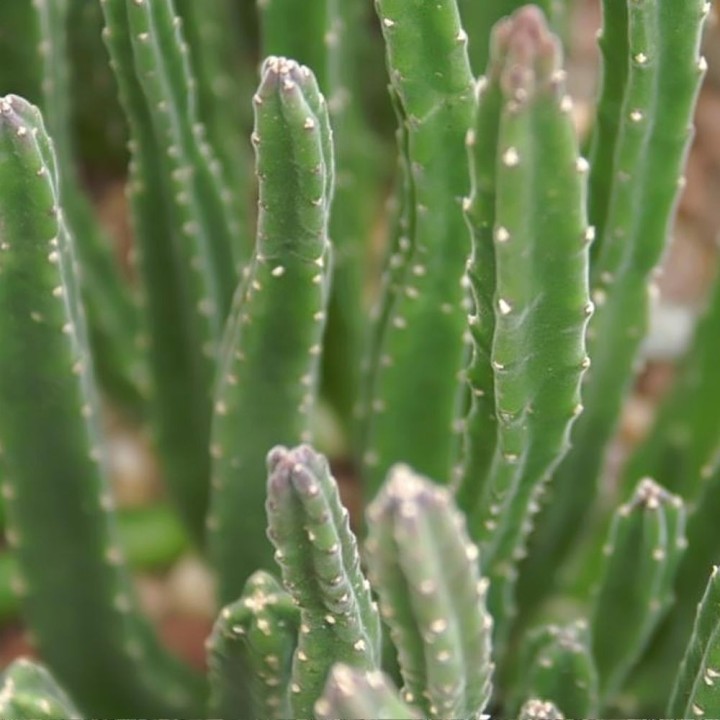 Stapelia hirsuta - Sementes