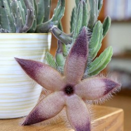 Stapelia grandiflora - Sementes
