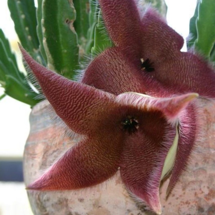 Stapelia grandiflora - Sementes