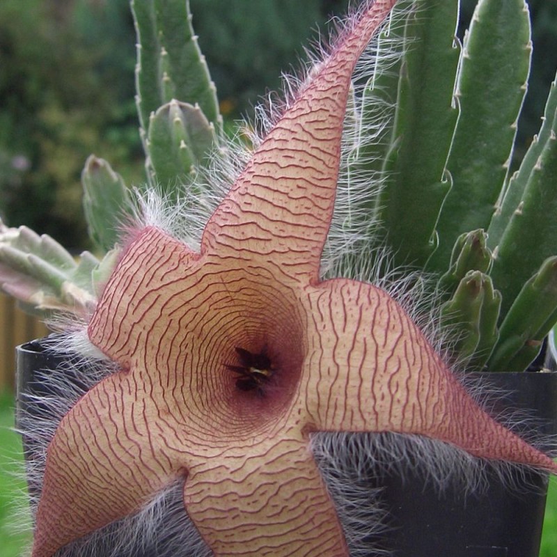 Stapelia gigantea - Sementes