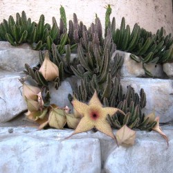 Stapelia gigantea - Sementes