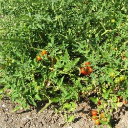 Tomatinho-selvagem - Sementes