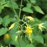 Tomatinho-selvagem - Sementes