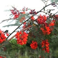 Sesbânia-de-flores-vermelhas - Sementes