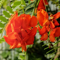 Sesbânia-de-flores-vermelhas - Sementes