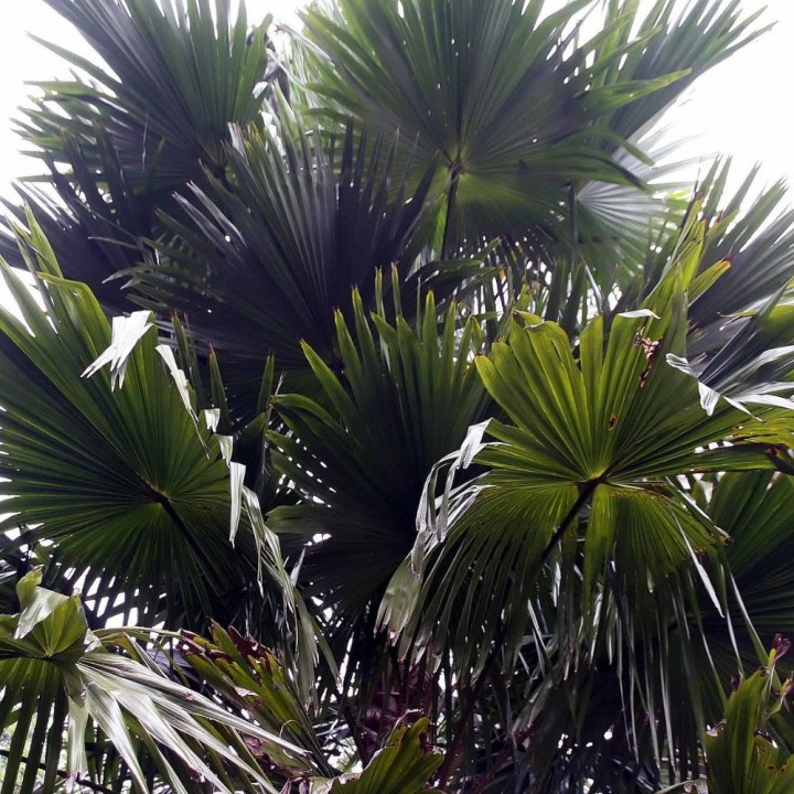 Palmeira-leque-de-folha-redonda - Sementes