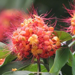 Ashoka - Sementes