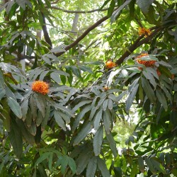 Ashoka - Sementes