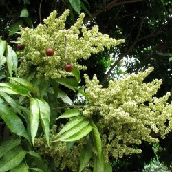 Sabão-de-pedra - Sementes