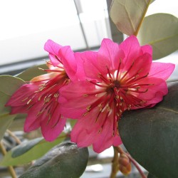 Rhodoleia championii - Sementes