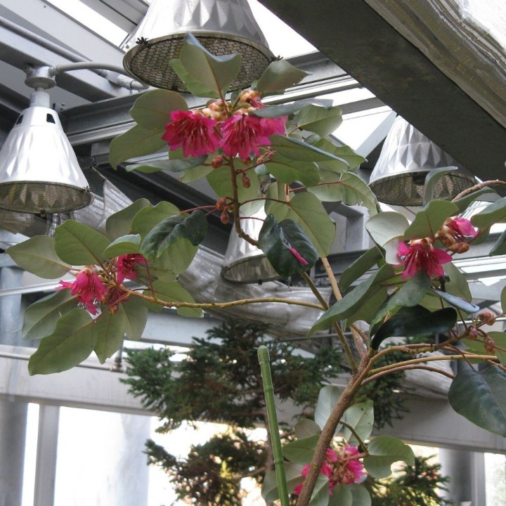 Árvore-guarda-chuva-de-flores-vermelhas - Sementes
