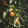 Canistel - Sementes