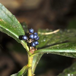 Fruto iridescente - Sementes