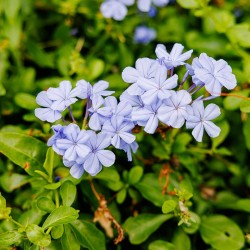 Plumbago - Sementes