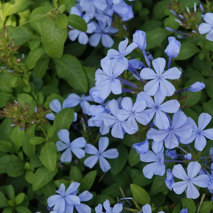 Plumbago - Sementes