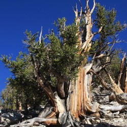 Pinheiro-bristlecone - Sementes