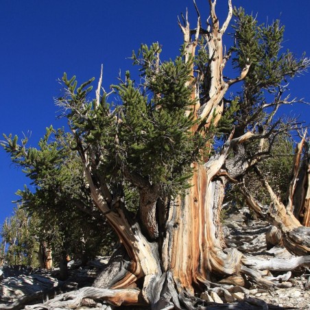 Pinheiro-bristlecone - Sementes