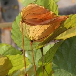 Phanera aureifolia - Sementes