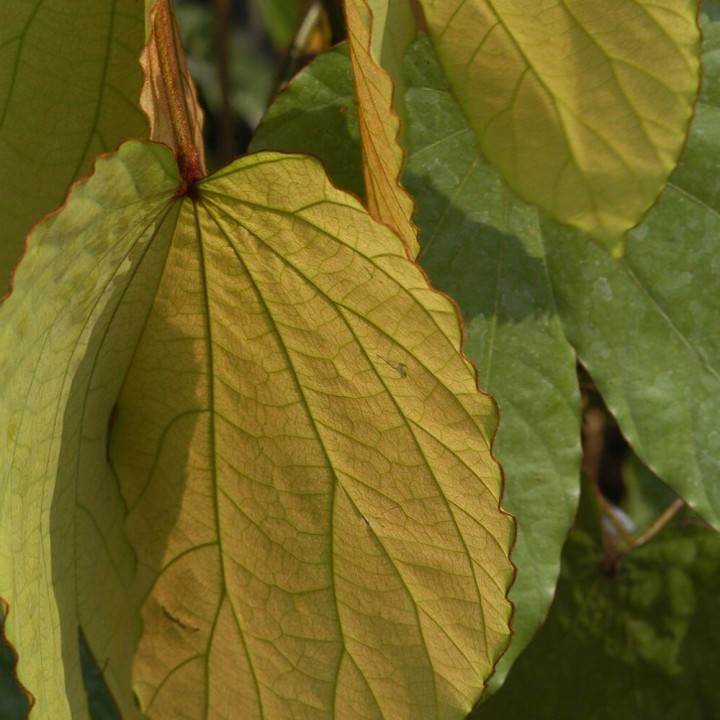 Phanera aureifolia - Sementes