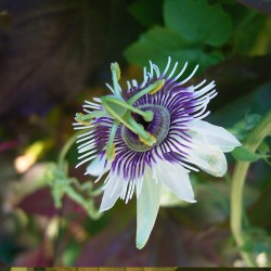 Phanera aureifolia - Sementes
