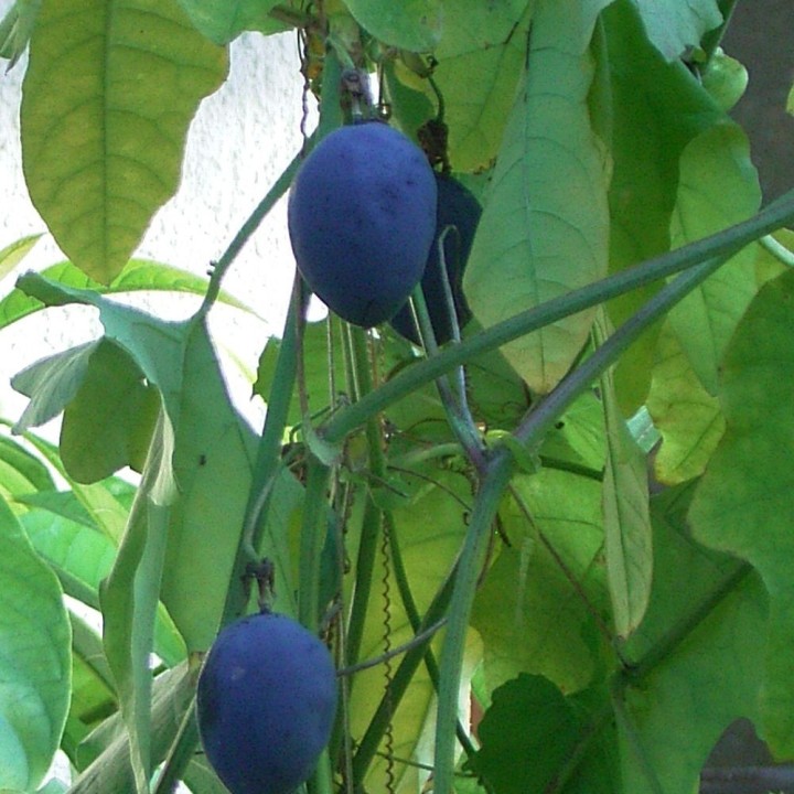 Phanera aureifolia - Sementes