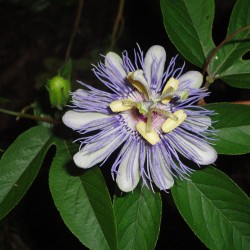 Passiflora incarnata - Sementes