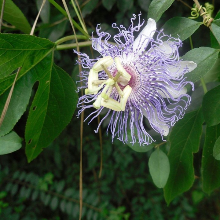 Passiflora incarnata - Sementes