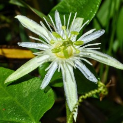 Passiflora capsularis - Sementes