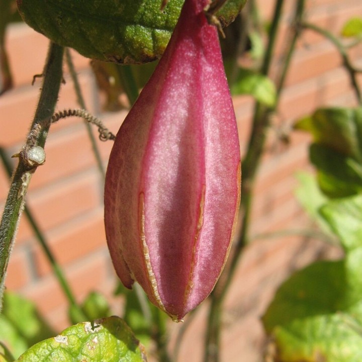 Passiflora capsularis - Sementes