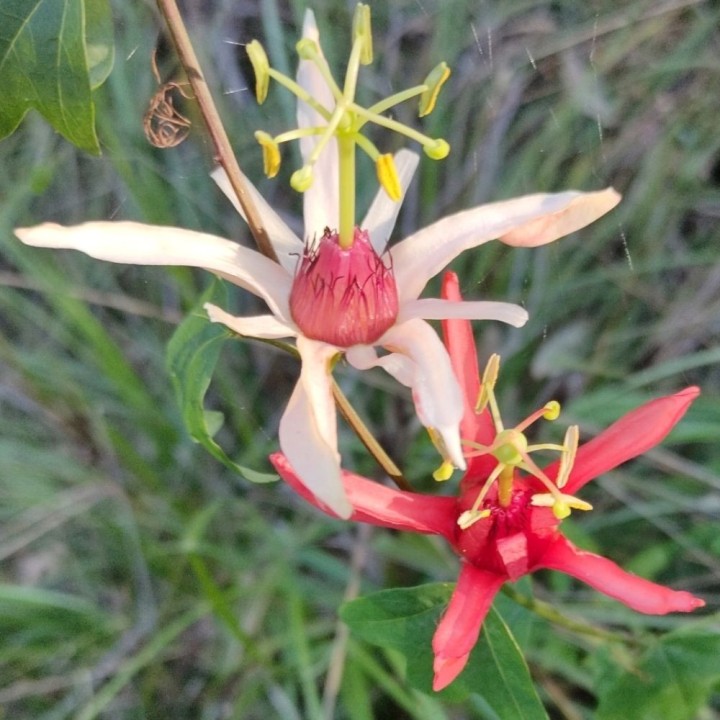 Passiflora aurantia - Sementes